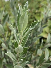 Salix