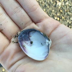 Ruditapes philippinarum