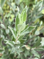Salix