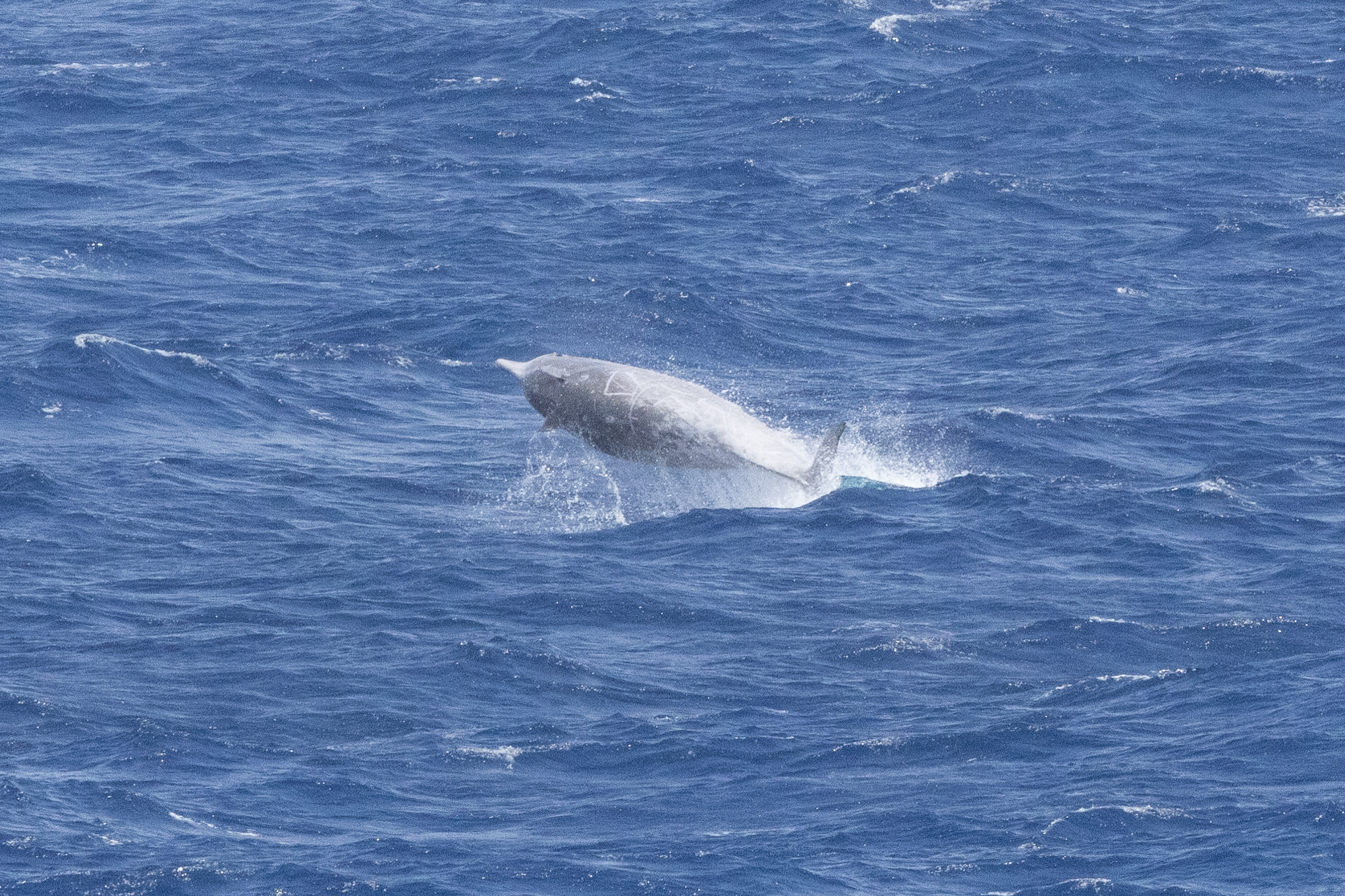 Hyperoodon planifrons