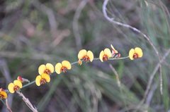 Bossiaea scolopendria