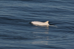 Phocoena phocoena phocoena