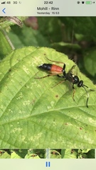 Ichneumon suspiciosus