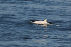 Phocoena phocoena phocoena