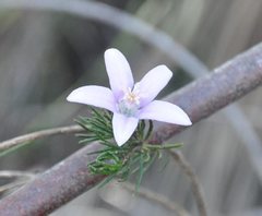 Philotheca reichenbachii