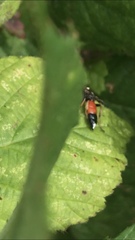 Ichneumon suspiciosus