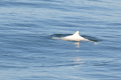 Phocoena phocoena phocoena