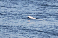 Phocoena phocoena phocoena