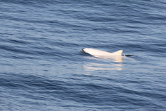 Phocoena phocoena phocoena