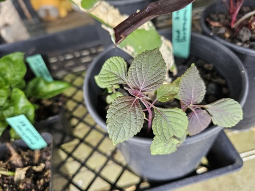 Perilla frutescens observed 2025-03-19