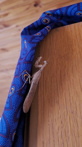 Brown Leaf Mantid