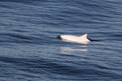 Phocoena phocoena phocoena