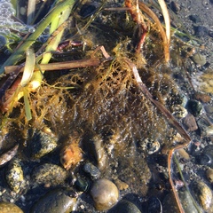 Sargassum muticum