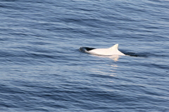 Phocoena phocoena phocoena
