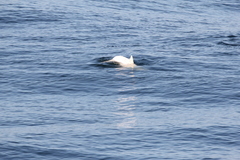 Phocoena phocoena phocoena