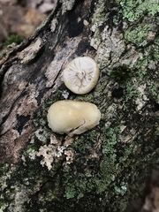 Simocybe serrulata