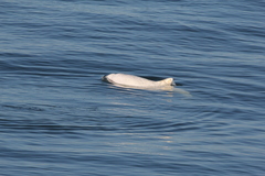 Phocoena phocoena phocoena