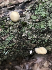 Simocybe serrulata