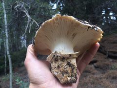 Catathelasma