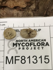 Simocybe serrulata