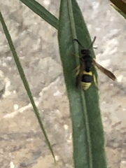 Ancistrocerus parietum