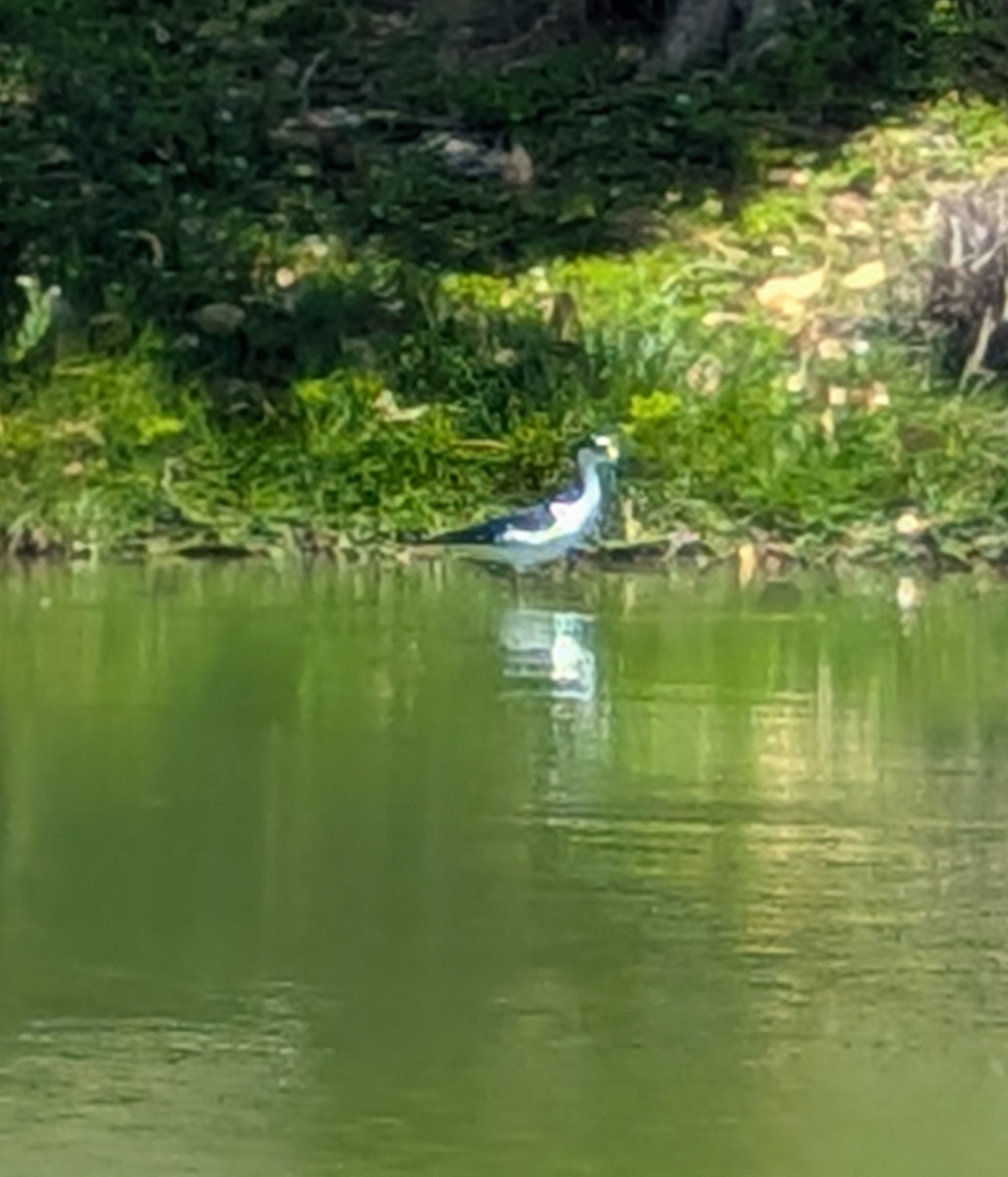 Black-necked Stilt