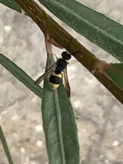 Ancistrocerus parietum