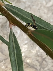 Ancistrocerus parietum