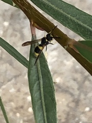 Ancistrocerus parietum