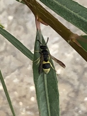 Ancistrocerus parietum
