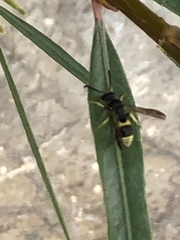 Ancistrocerus parietum