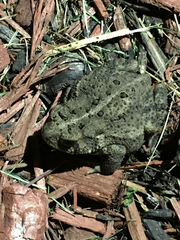 Anaxyrus americanus