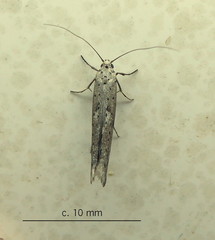 Yponomeutidae