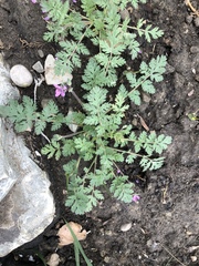 Erodium cicutarium