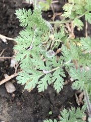 Erodium cicutarium