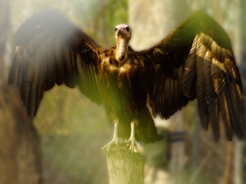 Hooded Vulture