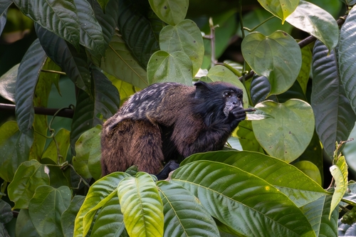 Geoffroy’s Saddle-back Tamarin (Saguinus nigrifrons) — Data Deficient Mammalia