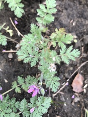 Erodium cicutarium