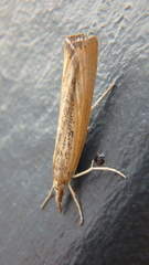 Pediasia dorsipunctellus