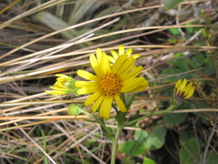 Dolichoglottis lyallii