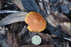 Gymnopilus ferruginosus