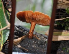 Gymnopilus ferruginosus