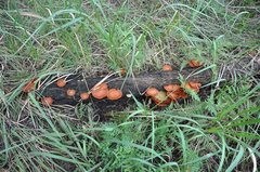 Gymnopilus ferruginosus