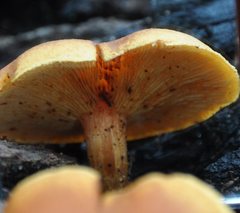 Gymnopilus ferruginosus