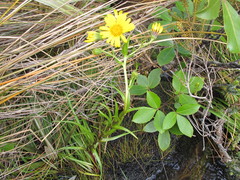 Dolichoglottis lyallii