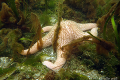Pisaster brevispinus