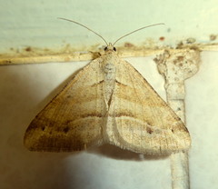 Chiasmia furcata