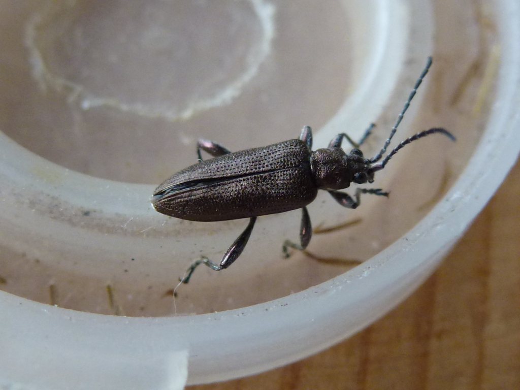Donacia springeri