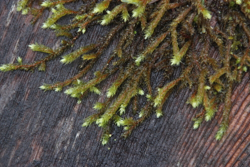 Image of Antitrichia curtipendula by (c) Abby Hyde, some rights reserved (CC BY)