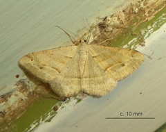 Chiasmia furcata